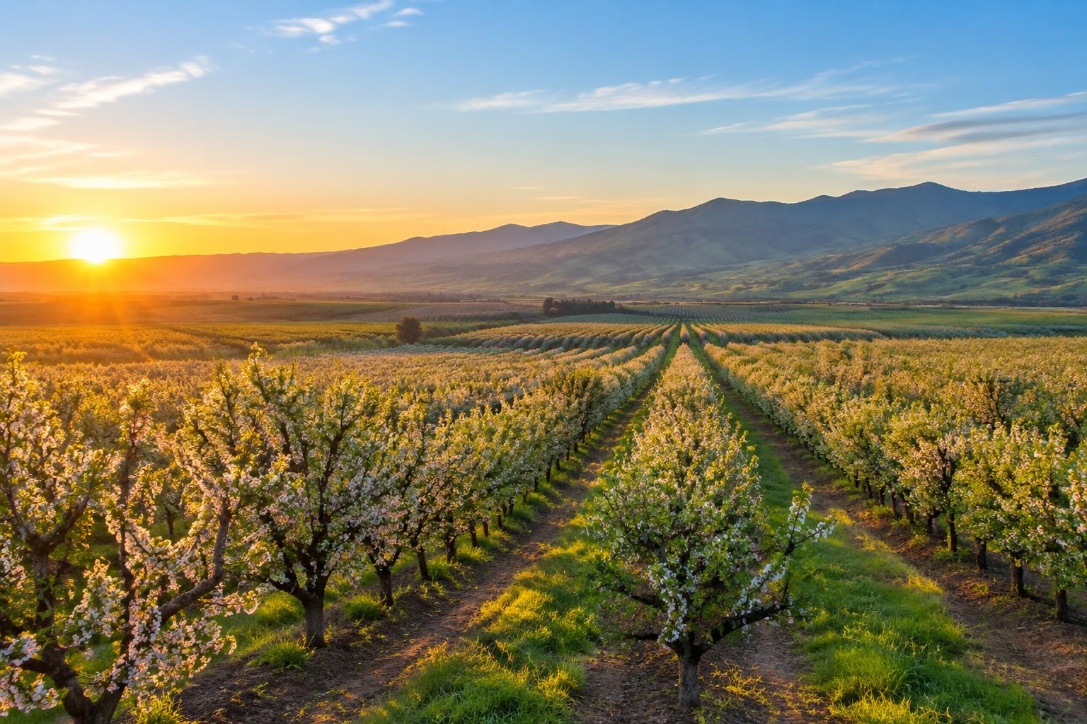 Sunrise over rows of Sacramento Valley orchard trees